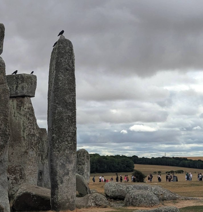 Jackdaws perched on a Stonehenge sarsen, with the Wiltshire treeline behind